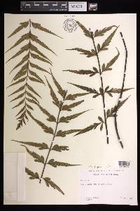 Asplenium polyodon image