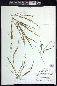 Stuckenia filiformis image