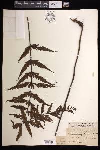 Asplenium polyodon image