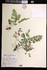 Adiantum capillus-veneris image