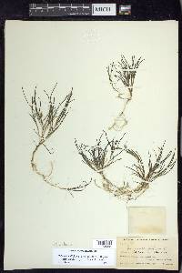 Stuckenia filiformis image