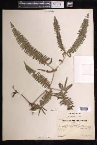 Dicranopteris linearis image