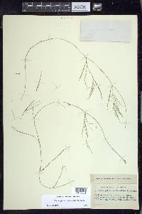 Potamogeton confervoides image