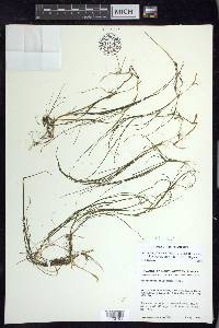 Stuckenia filiformis image