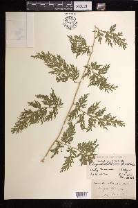 Selaginella willdenowii image