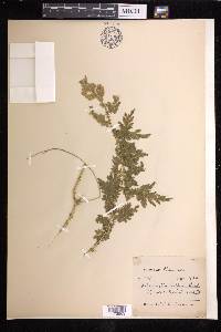 Selaginella helferi image