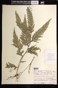 Selaginella wallichii image