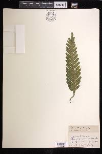 Selaginella picta image