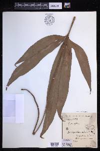 Drynaria tricuspis image