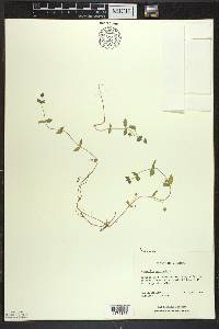 Lysimachia arvensis image