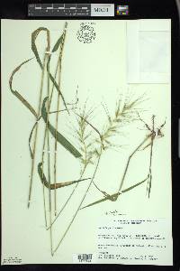 Elymus hystrix image