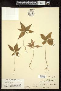 Trientalis borealis image