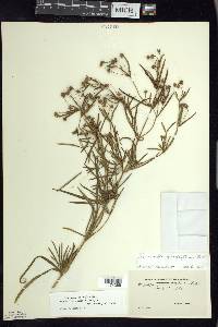 Lysimachia quadriflora image