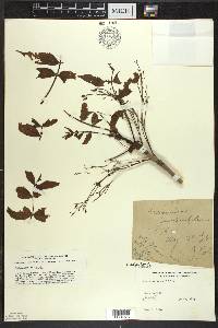 Fraxinus nigra image