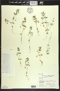 Lysimachia arvensis image