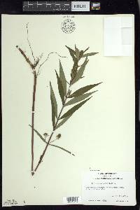 Lysimachia thyrsiflora image