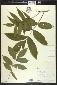 Fraxinus nigra image