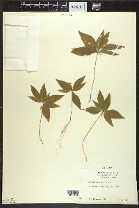 Trientalis borealis image