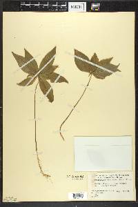 Trientalis borealis image