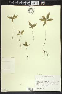 Trientalis borealis image