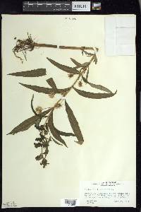 Lysimachia thyrsiflora image