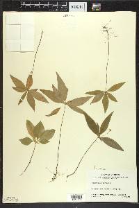 Trientalis borealis image