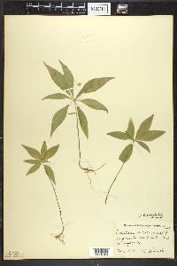 Trientalis borealis image