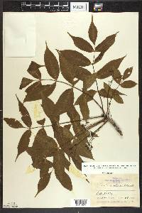 Fraxinus nigra image