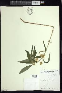 Lysimachia thyrsiflora image