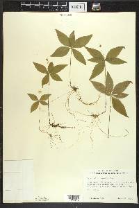 Trientalis borealis image