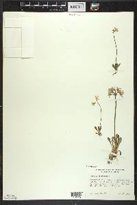 Primula mistassinica image