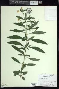 Lysimachia lanceolata image