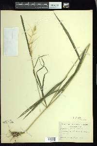 Elymus hystrix image