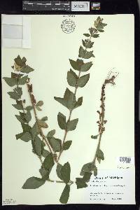 Lysimachia punctata image