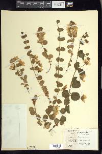 Lysimachia nummularia image