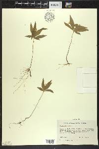 Trientalis borealis image