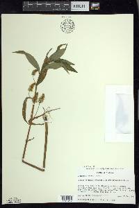 Lysimachia thyrsiflora image