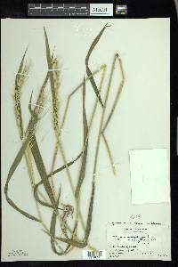 Elymus hystrix image