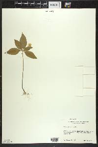 Trientalis borealis image