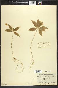 Trientalis borealis image