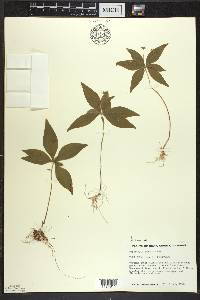 Trientalis borealis image