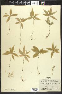 Trientalis borealis image