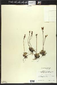 Primula mistassinica image