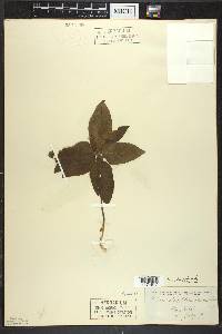 Trientalis borealis image