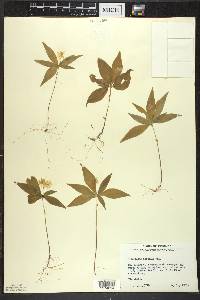 Trientalis borealis image