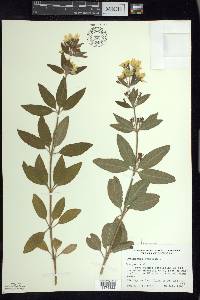 Lysimachia punctata image