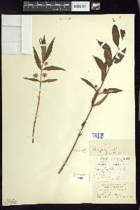 Lysimachia thyrsiflora image