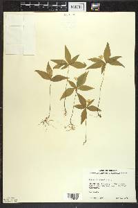 Trientalis borealis image