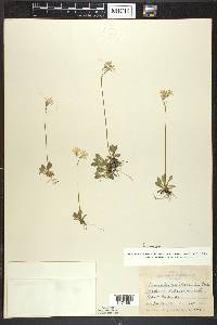 Primula mistassinica image