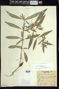 Lysimachia lanceolata image